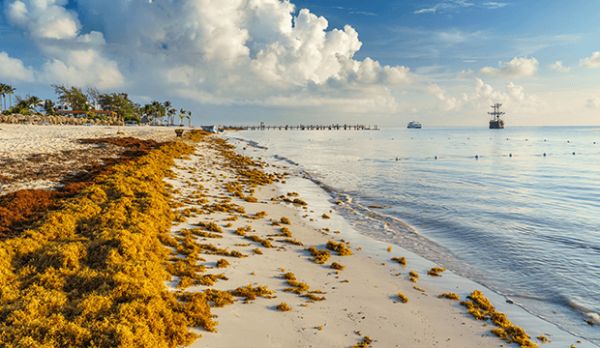 Les sargasses sur la riviera Maya