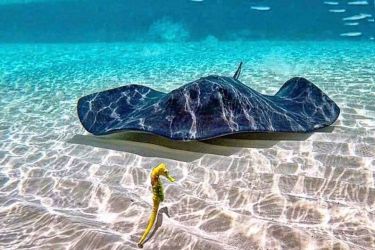 Excursion à Cozumel, journée snorkeling